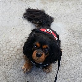 Photo of Penny - visiting Pet friendly senior living community in Surprise, AZ