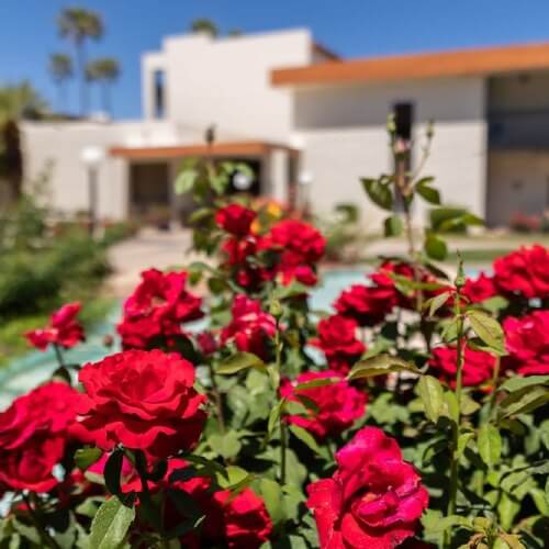 Roses 500Px